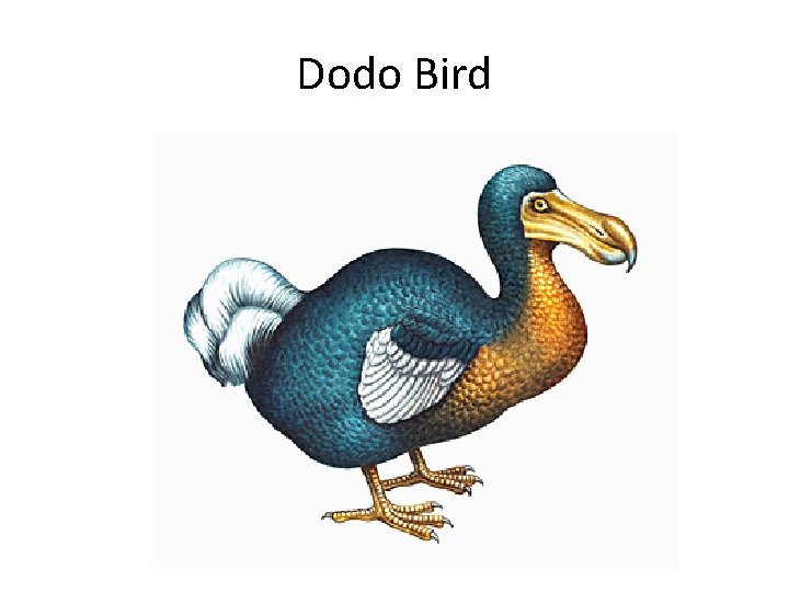 Dodo Bird 