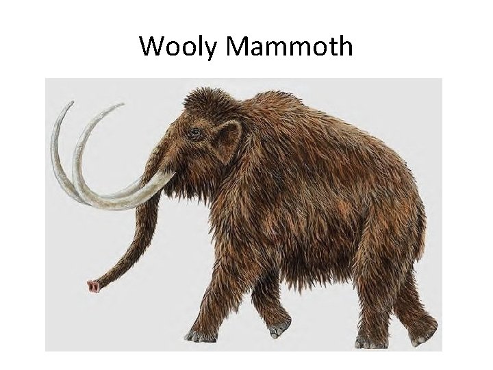 Wooly Mammoth 