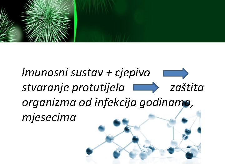 Imunosni sustav + cjepivo stvaranje protutijela zaštita organizma od infekcija godinama, mjesecima 