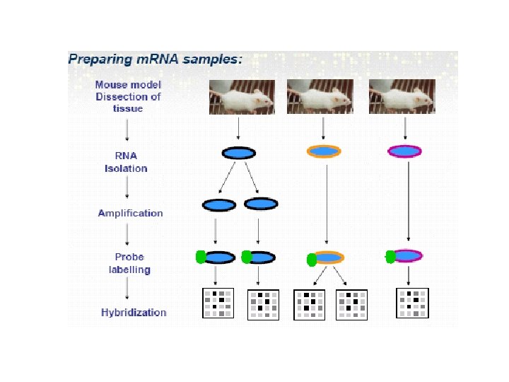 Design of Microarrays Lecture Topic 6 Experimental design