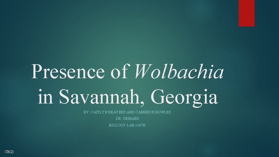 Presence of Wolbachia in Savannah, Georgia BY: CAITLYN BEAVERS AND CAMERON BOWLES DR. DEMARS