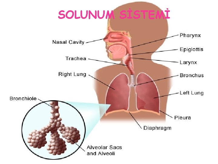 SOLUNUM SİSTEMİ 