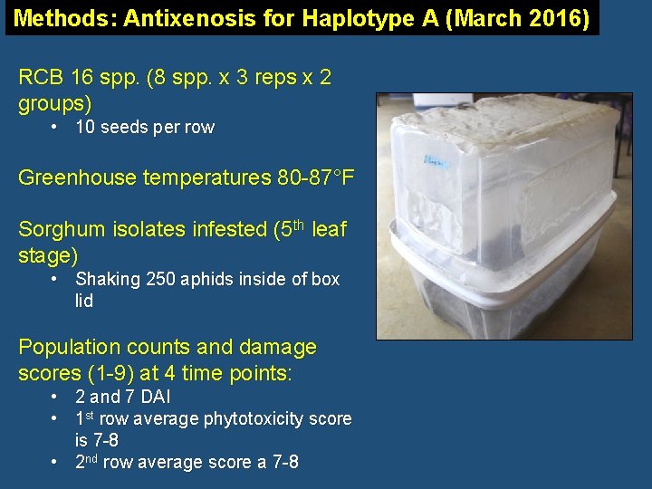 Methods: Antixenosis for Haplotype A (March 2016) RCB 16 spp. (8 spp. x 3