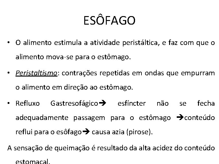 ESÔFAGO • O alimento estimula a atividade peristáltica, e faz com que o alimento