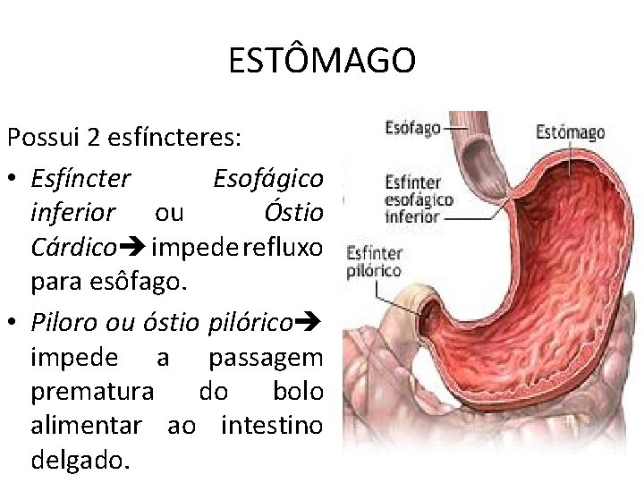 ESTÔMAGO Possui 2 esfíncteres: • Esfíncter Esofágico inferior ou Óstio Cárdico impede refluxo para