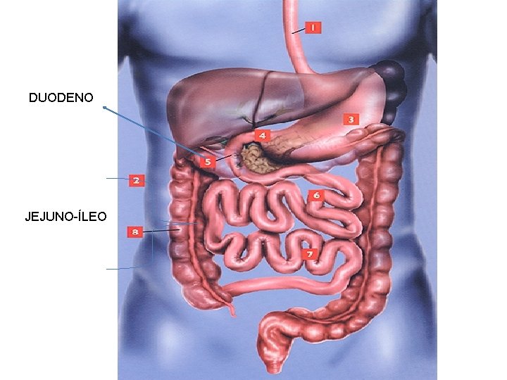 DUODENO JEJUNO-ÍLEO 