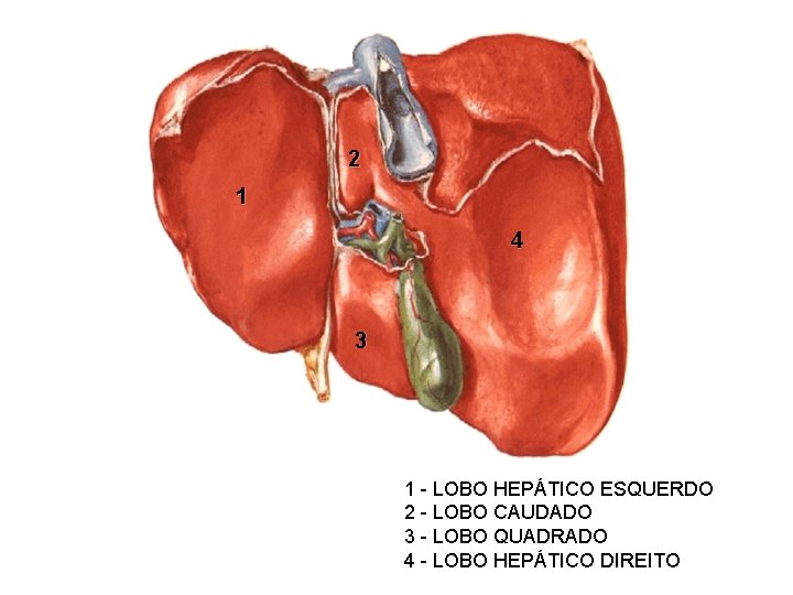 2 1 4 3 1 - LOBO HEPÁTICO ESQUERDO 2 - LOBO CAUDADO 3