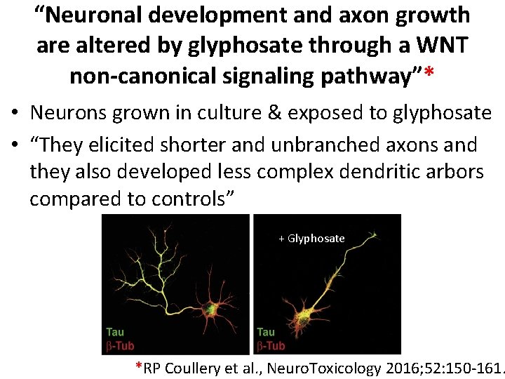 “Neuronal development and axon growth are altered by glyphosate through a WNT non-canonical signaling