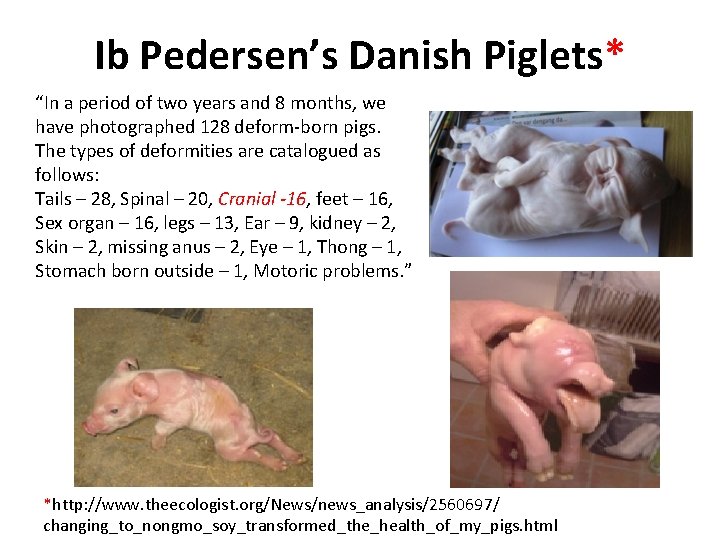 Ib Pedersen’s Danish Piglets* “In a period of two years and 8 months, we