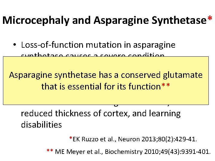 Microcephaly and Asparagine Synthetase* • Loss-of-function mutation in asparagine synthetase causes a severe condition