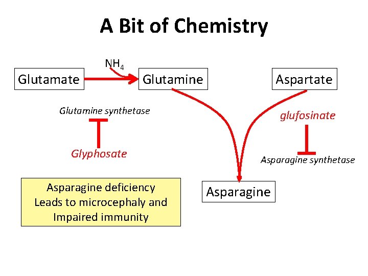 A Bit of Chemistry Glutamate NH 4 Glutamine Aspartate Glutamine synthetase Glyphosate Asparagine deficiency