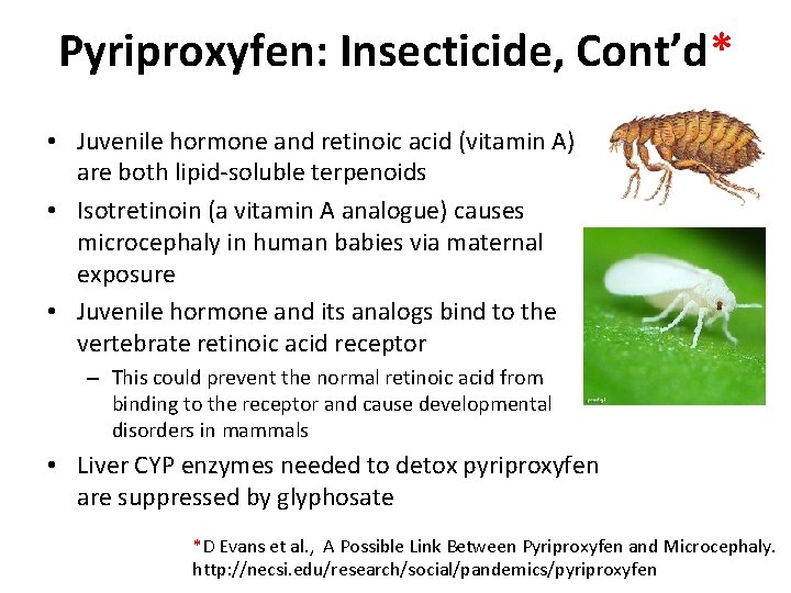 Pyriproxyfen: Insecticide, Cont’d* • Juvenile hormone and retinoic acid (vitamin A) are both lipid-soluble