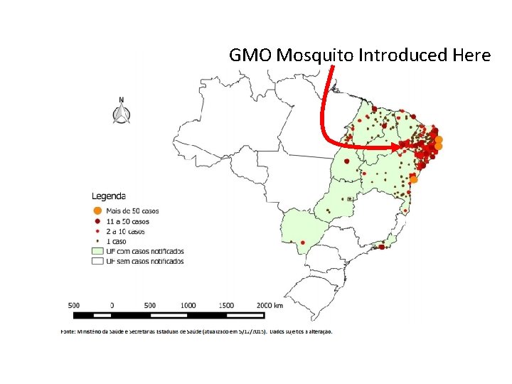 GMO Mosquito Introduced Here 