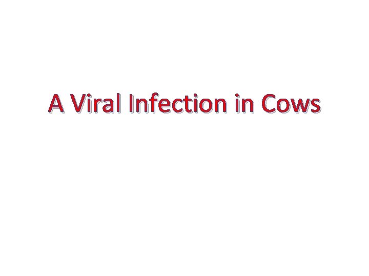 A Viral Infection in Cows 