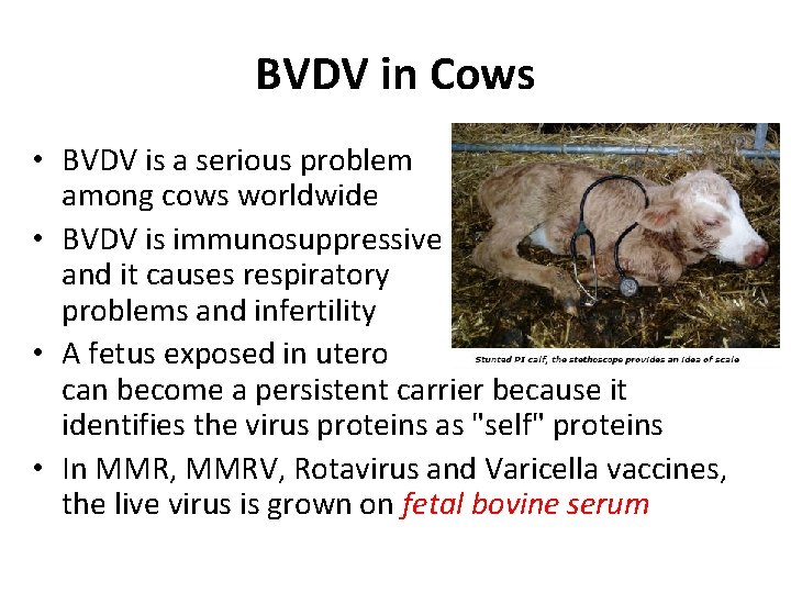 BVDV in Cows • BVDV is a serious problem among cows worldwide • BVDV