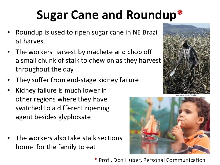 Sugar Cane and Roundup* • Roundup is used to ripen sugar cane in NE
