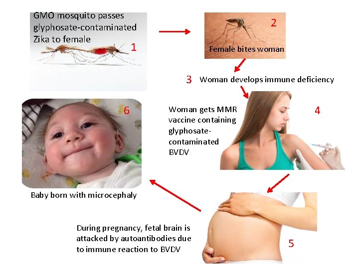 GMO mosquito passes glyphosate-contaminated Zika to female 2 1 Female bites woman 3 6