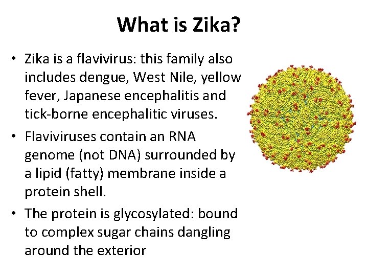 What is Zika? • Zika is a flavivirus: this family also includes dengue, West