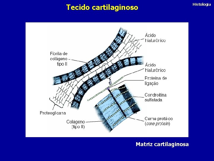 Tecido cartilaginoso Matriz cartilaginosa Histologia 