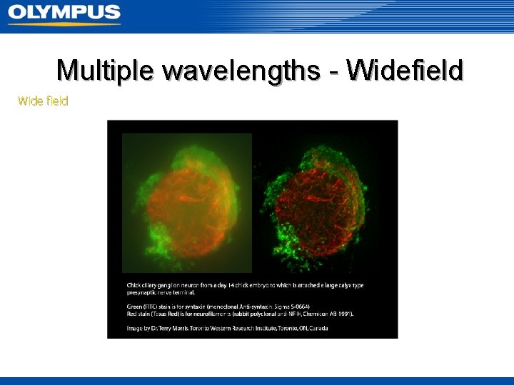 Multiple wavelengths - Widefield Wide field 