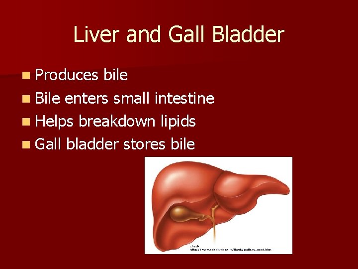 Liver and Gall Bladder n Produces bile n Bile enters small intestine n Helps