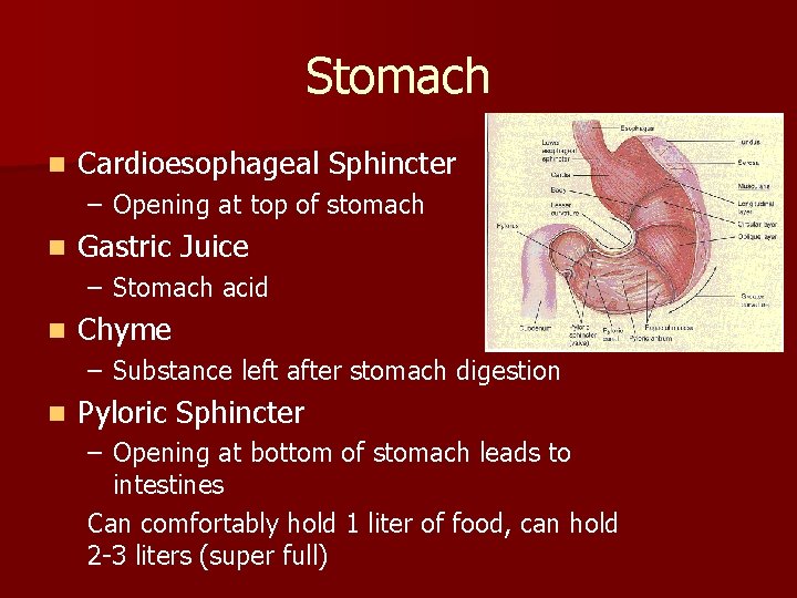 Stomach n Cardioesophageal Sphincter – Opening at top of stomach n Gastric Juice –