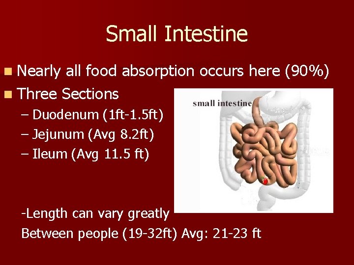 Small Intestine n Nearly all food absorption occurs here (90%) n Three Sections –
