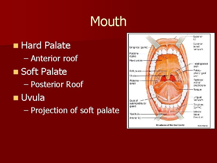 Mouth n Hard Palate – Anterior roof n Soft Palate – Posterior Roof n