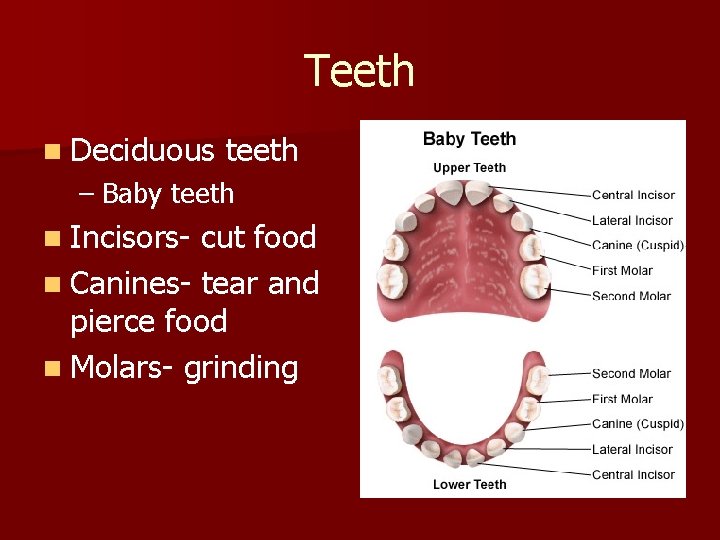 Teeth n Deciduous teeth – Baby teeth n Incisors- cut food n Canines- tear