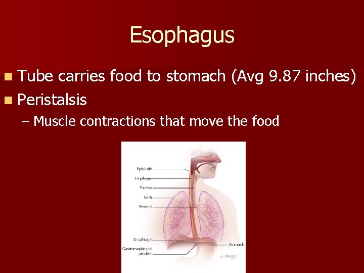 Esophagus n Tube carries food to stomach (Avg 9. 87 inches) n Peristalsis –