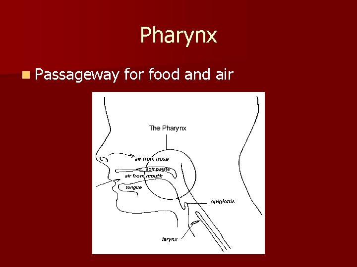 Pharynx n Passageway for food and air 