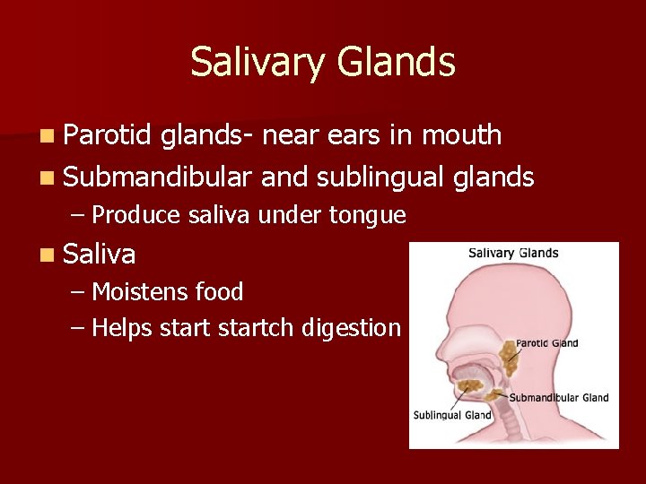 Salivary Glands n Parotid glands- near ears in mouth n Submandibular and sublingual glands