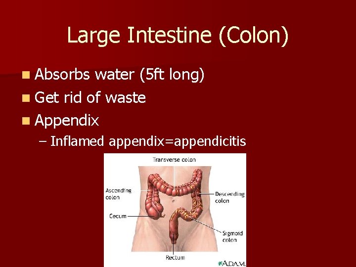 Large Intestine (Colon) n Absorbs water (5 ft long) n Get rid of waste