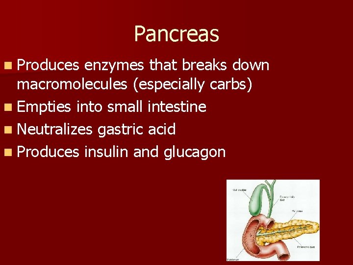 Pancreas n Produces enzymes that breaks down macromolecules (especially carbs) n Empties into small