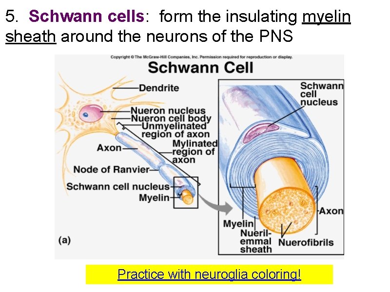 5. Schwann cells: form the insulating myelin sheath around the neurons of the PNS