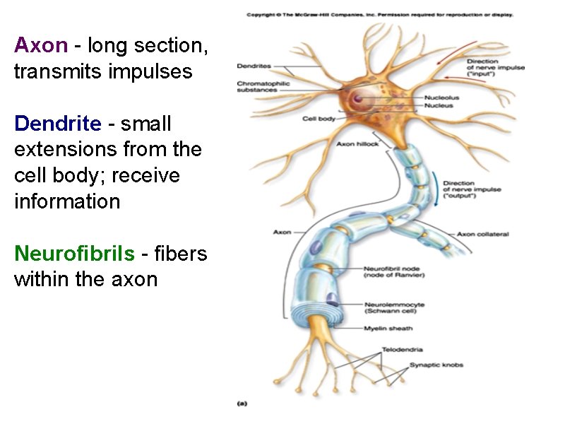 Axon - long section, transmits impulses Dendrite - small extensions from the cell body;