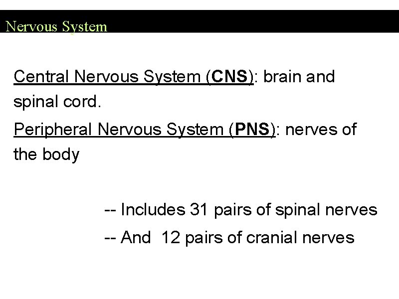 Nervous System Central Nervous System (CNS): brain and spinal cord. Peripheral Nervous System (PNS):