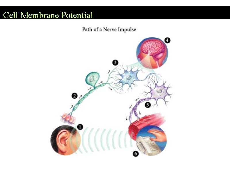 Cell Membrane Potential 