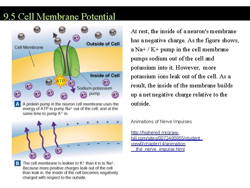 9. 5 Cell Membrane Potential At rest, the inside of a neuron's membrane has