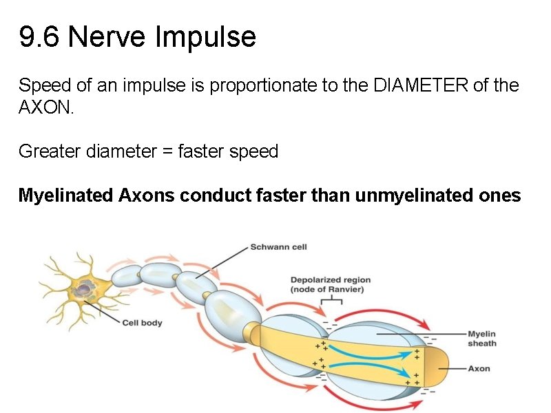 9. 6 Nerve Impulse Speed of an impulse is proportionate to the DIAMETER of