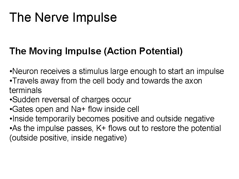 The Nerve Impulse The Moving Impulse (Action Potential) • Neuron receives a stimulus large