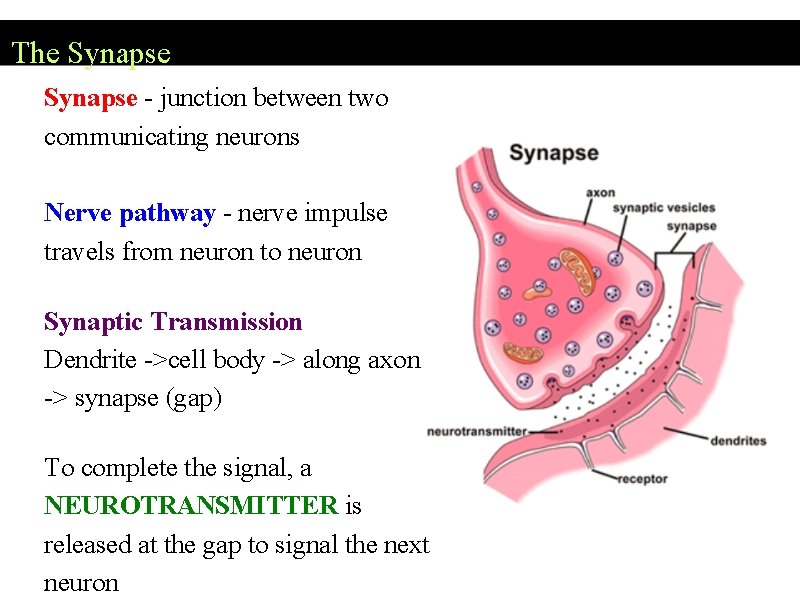 The Synapse - junction between two communicating neurons Nerve pathway - nerve impulse travels