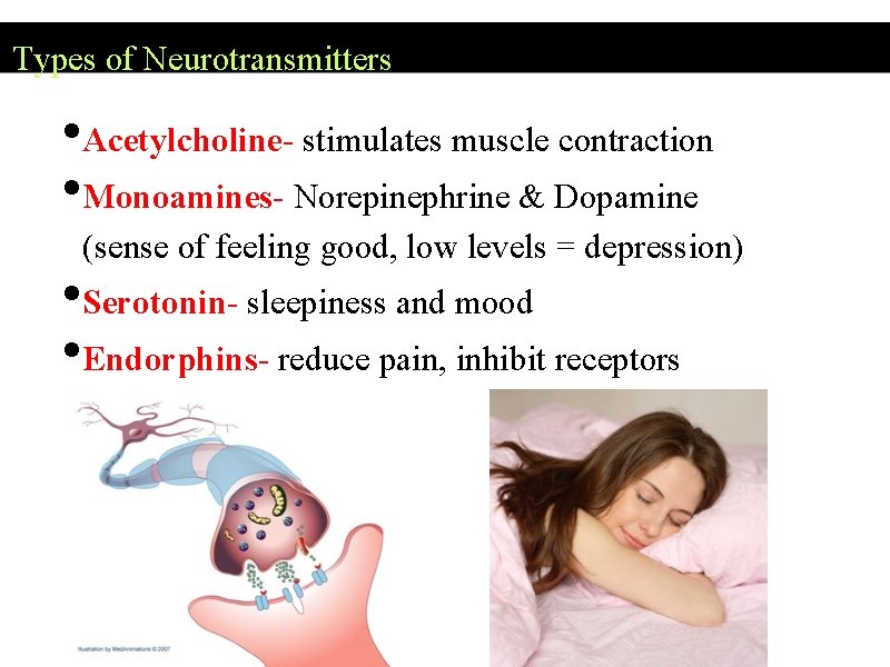 Types of Neurotransmitters • Acetylcholine- stimulates muscle contraction • Monoamines- Norepinephrine & Dopamine (sense