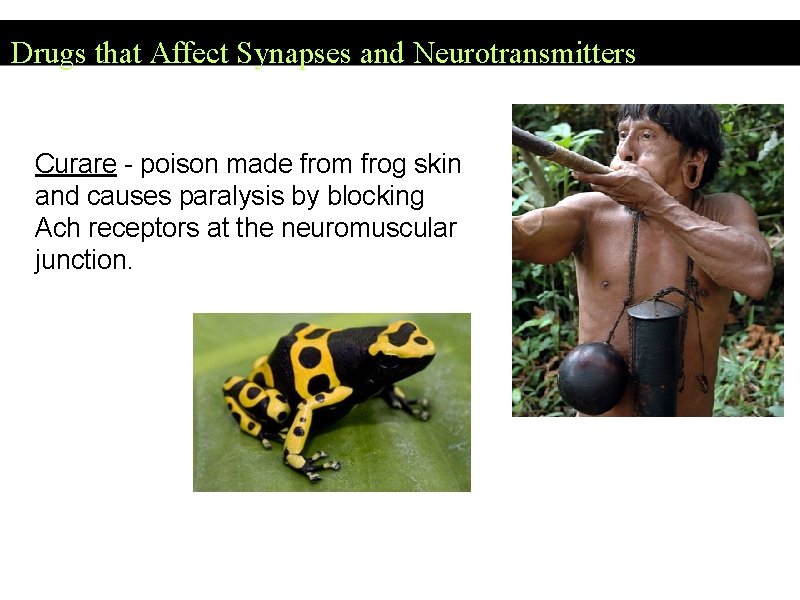 Drugs that Affect Synapses and Neurotransmitters Curare - poison made from frog skin and