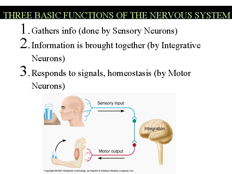 THREE BASIC FUNCTIONS OF THE NERVOUS SYSTEM 1. Gathers info (done by Sensory Neurons)