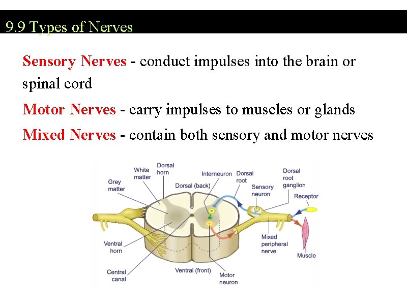 9. 9 Types of Nerves Sensory Nerves - conduct impulses into the brain or