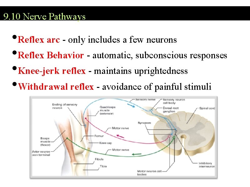 9. 10 Nerve Pathways • Reflex arc - only includes a few neurons •
