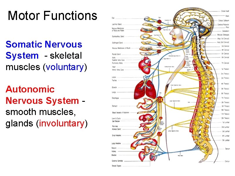 Motor Functions Somatic Nervous System - skeletal muscles (voluntary) Autonomic Nervous System smooth muscles,