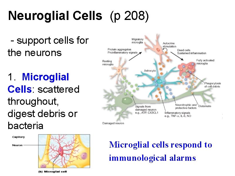 Neuroglial Cells (p 208) - support cells for the neurons 1. Microglial Cells: scattered