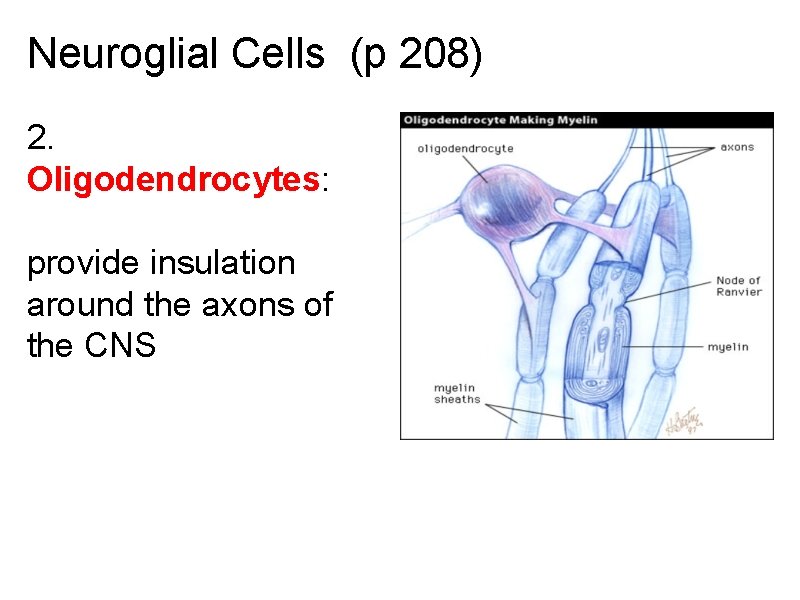 Neuroglial Cells (p 208) 2. Oligodendrocytes: provide insulation around the axons of the CNS
